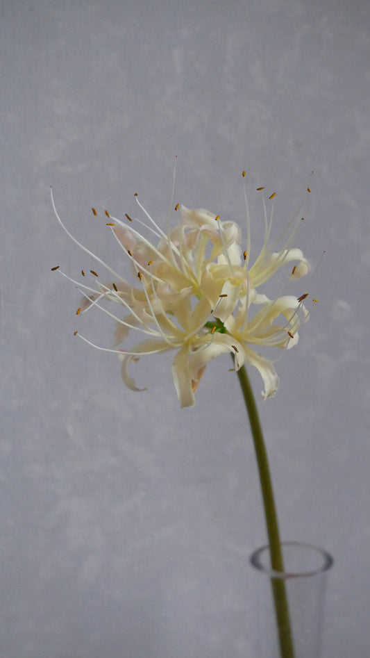 Lycoris Albiflora (50cm)