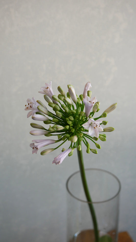 Agapanthus Garden Queen (60cm)