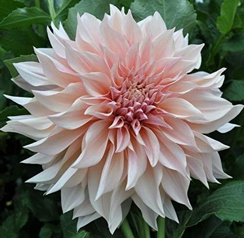 Dahlia Café au lait