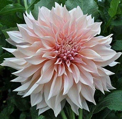 Dahlia Café au lait