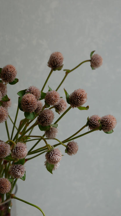 Gomphrena globosa (Tinted Chocolat)