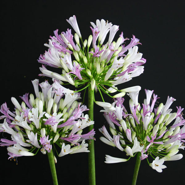 Agapanthus Garden Queen (60cm)