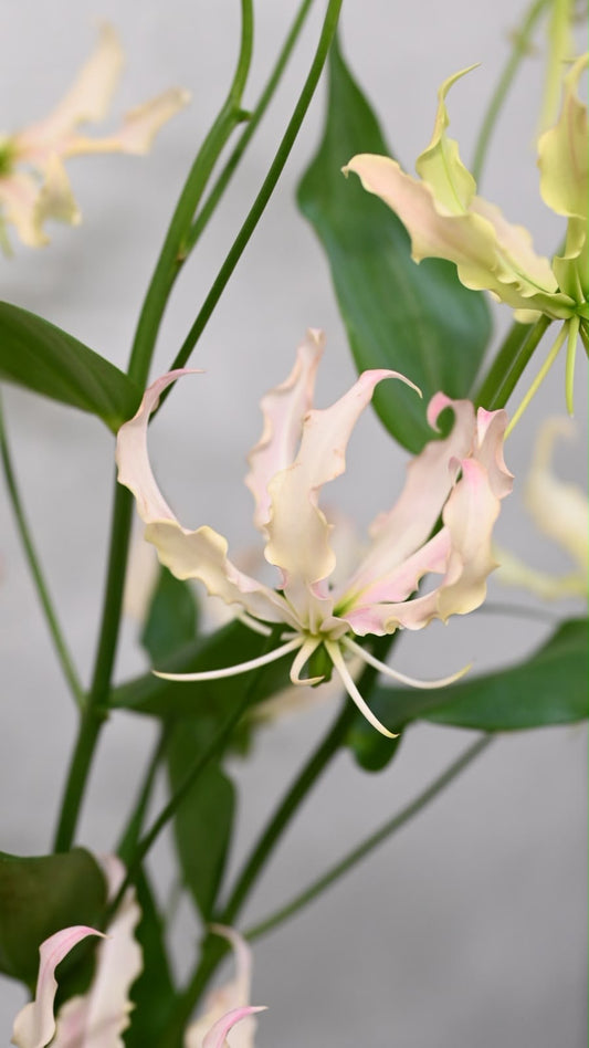 Gloriosa Capris Rose (~90cm)