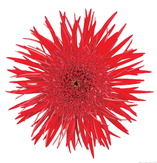 Gerbera Layer