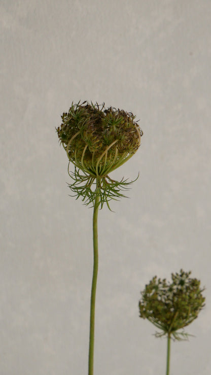 Ammi Daucus Seed (70cm)