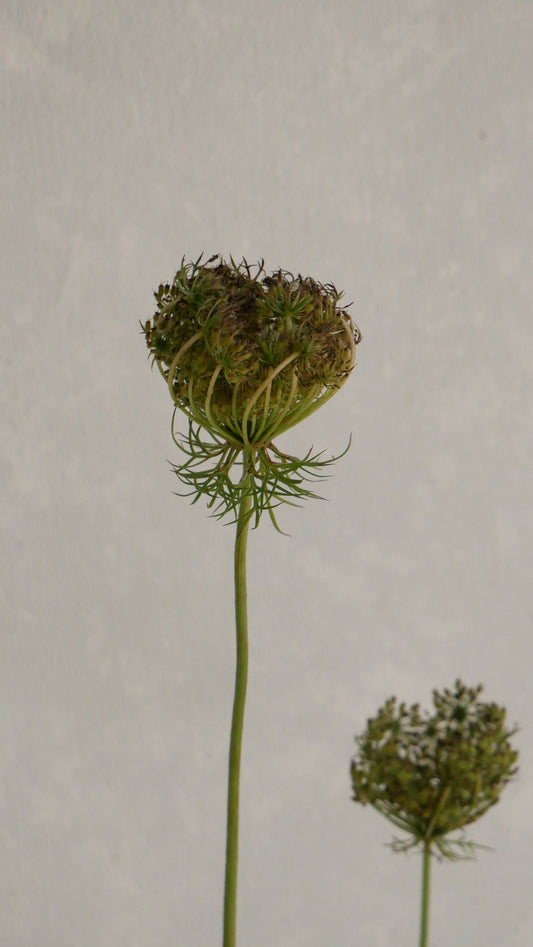 Ammi Daucus Seed (70cm)