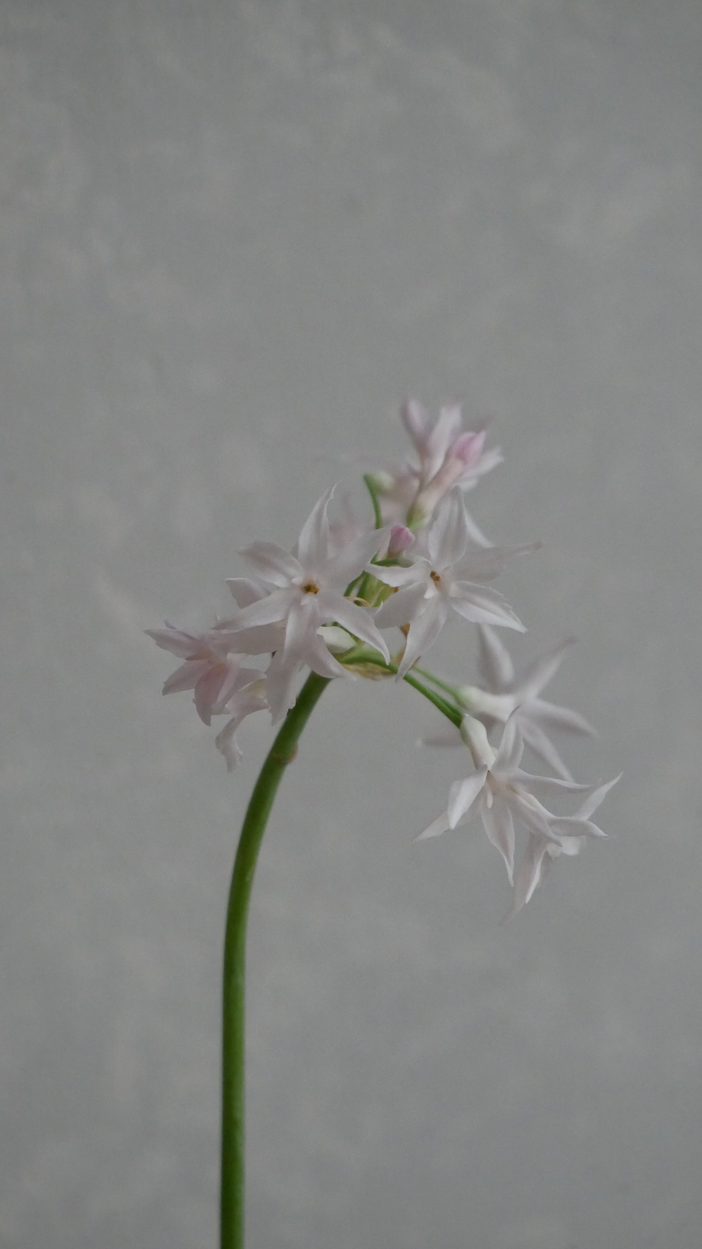 Tulbaghia Alba (55-60cm)
