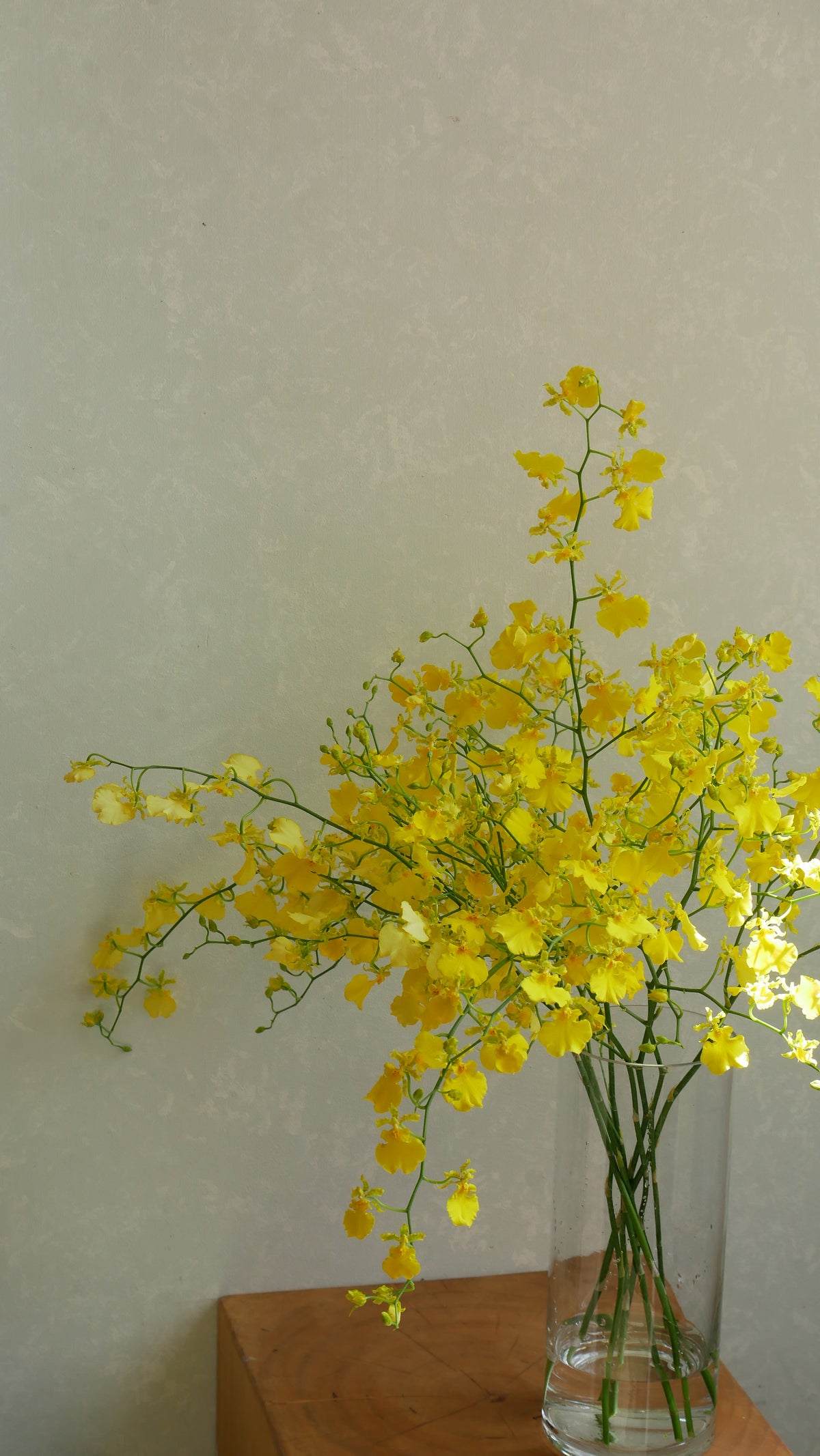 Oncidium Honey Drop (50-60cm)
