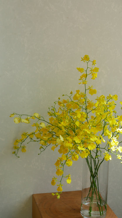 Oncidium Honey Drop (50-60cm)