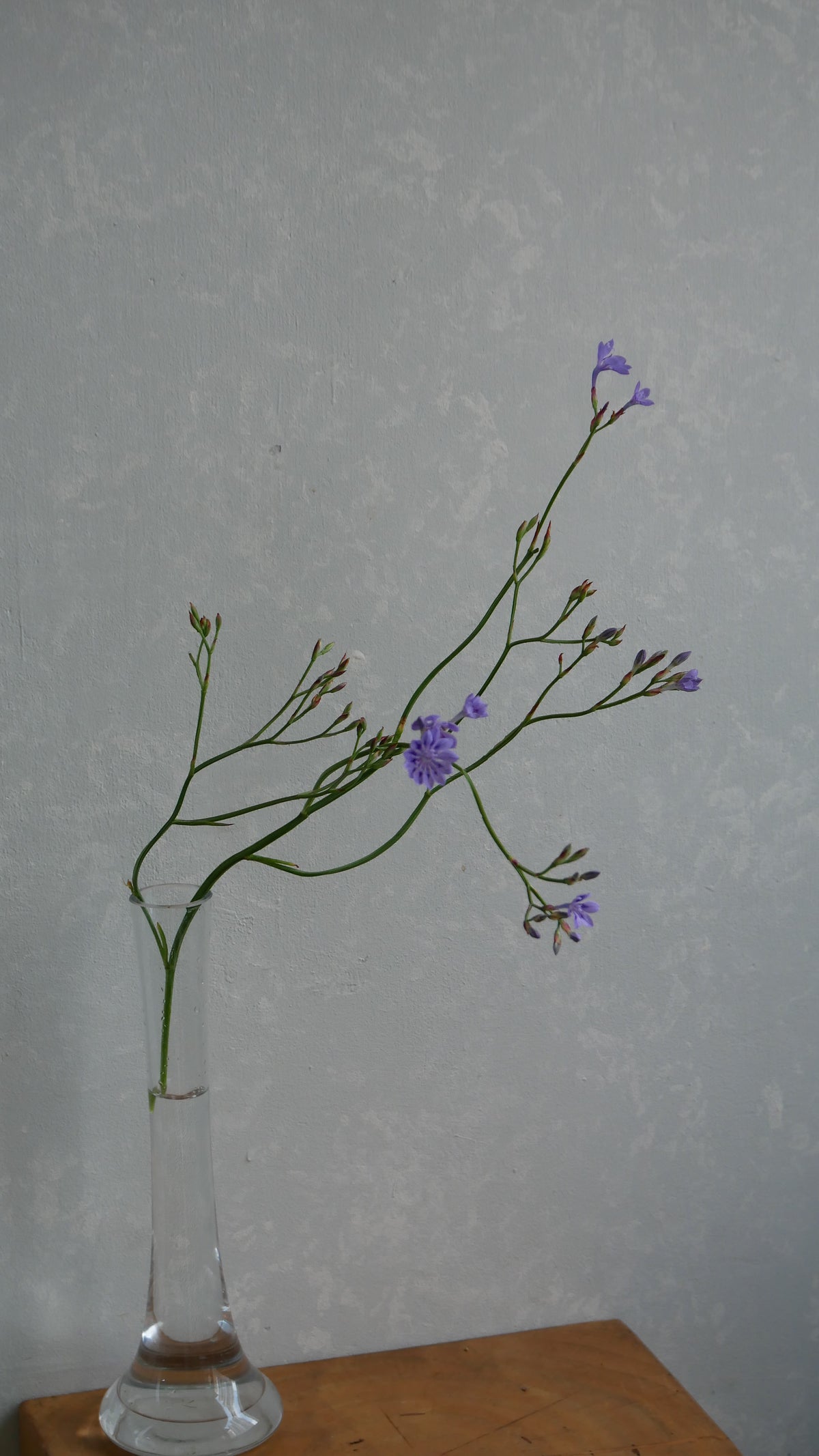 Lapeirousia Lavender (40cm)