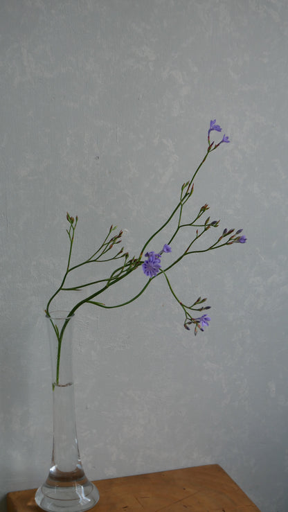 Lapeirousia Lavender (40cm)