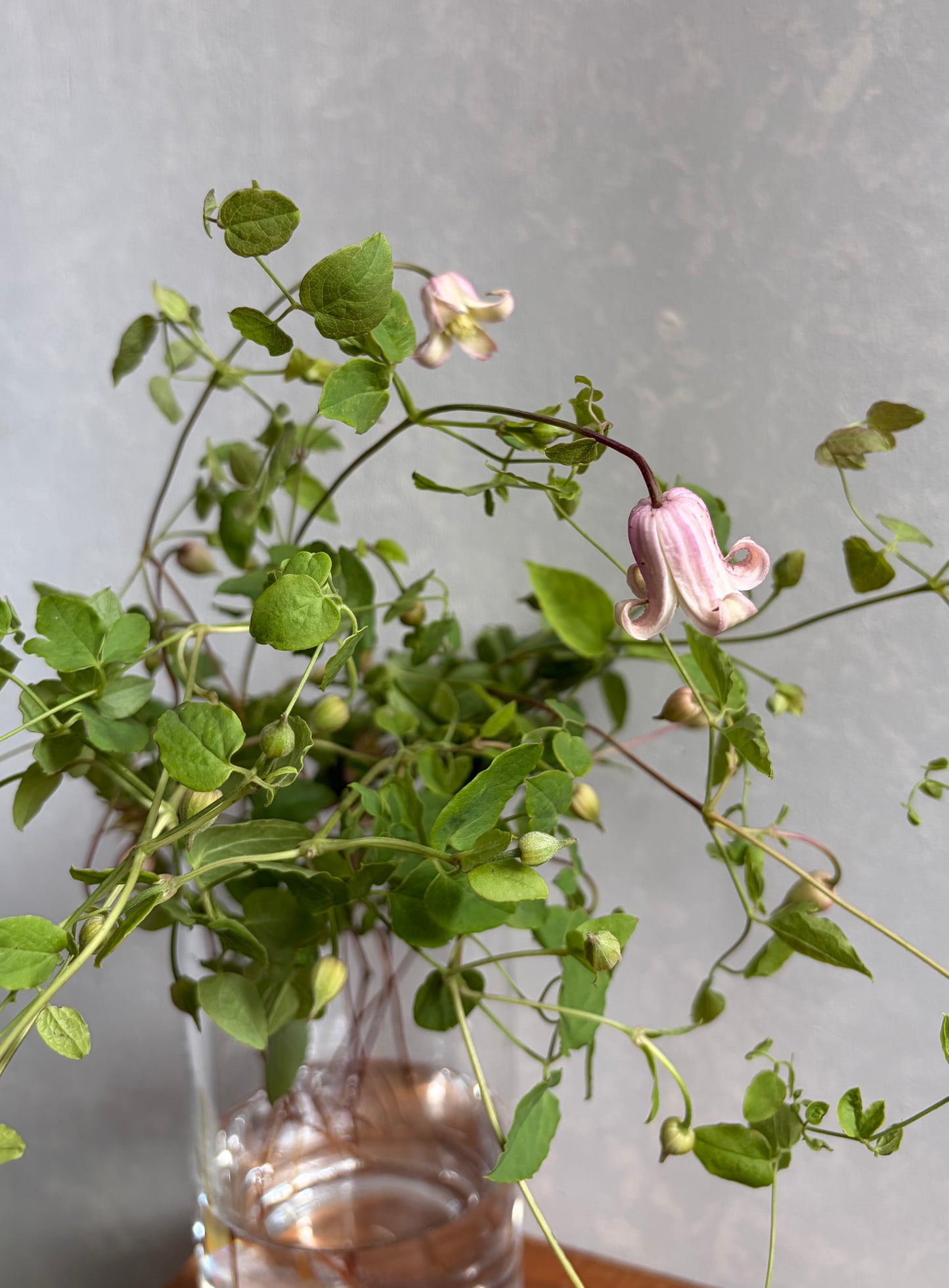 抽盲盒!! Clematis Florida Mix (50cm)