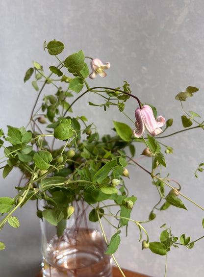 抽盲盒!! Clematis Florida Mix (50cm)