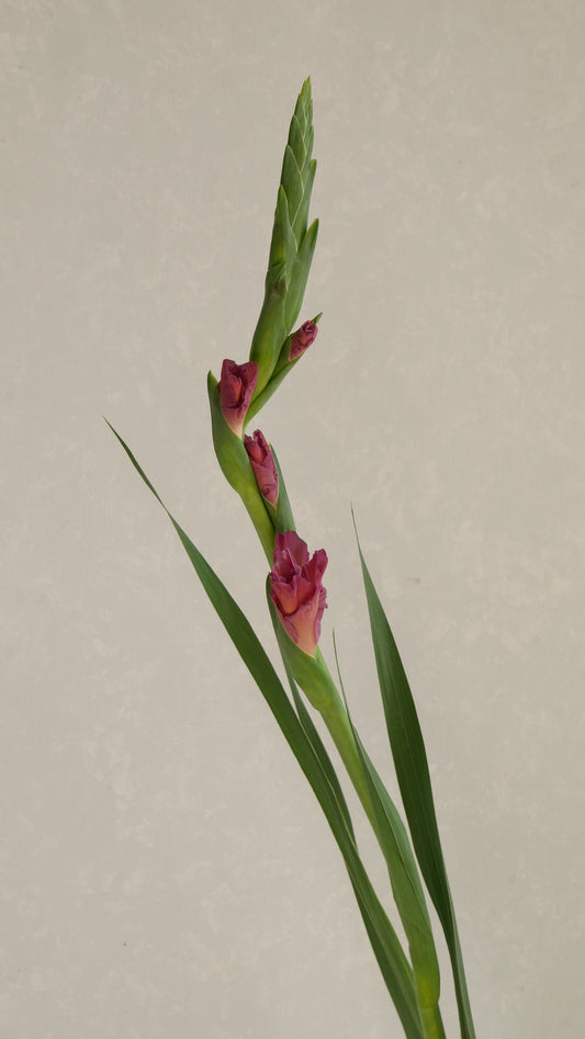 【月見】Gladiolus Indian Summer (110cm)