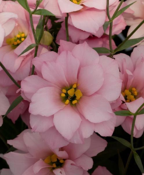 新入荷!! Eustoma Pink Sour (60cm)
