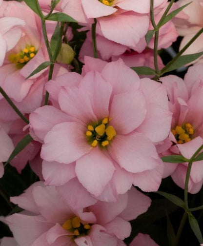 新入荷!! Eustoma Pink Sour (60cm)