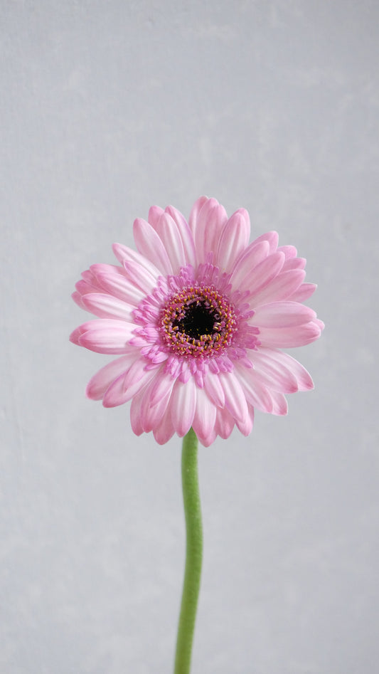 Gerbera Maldini