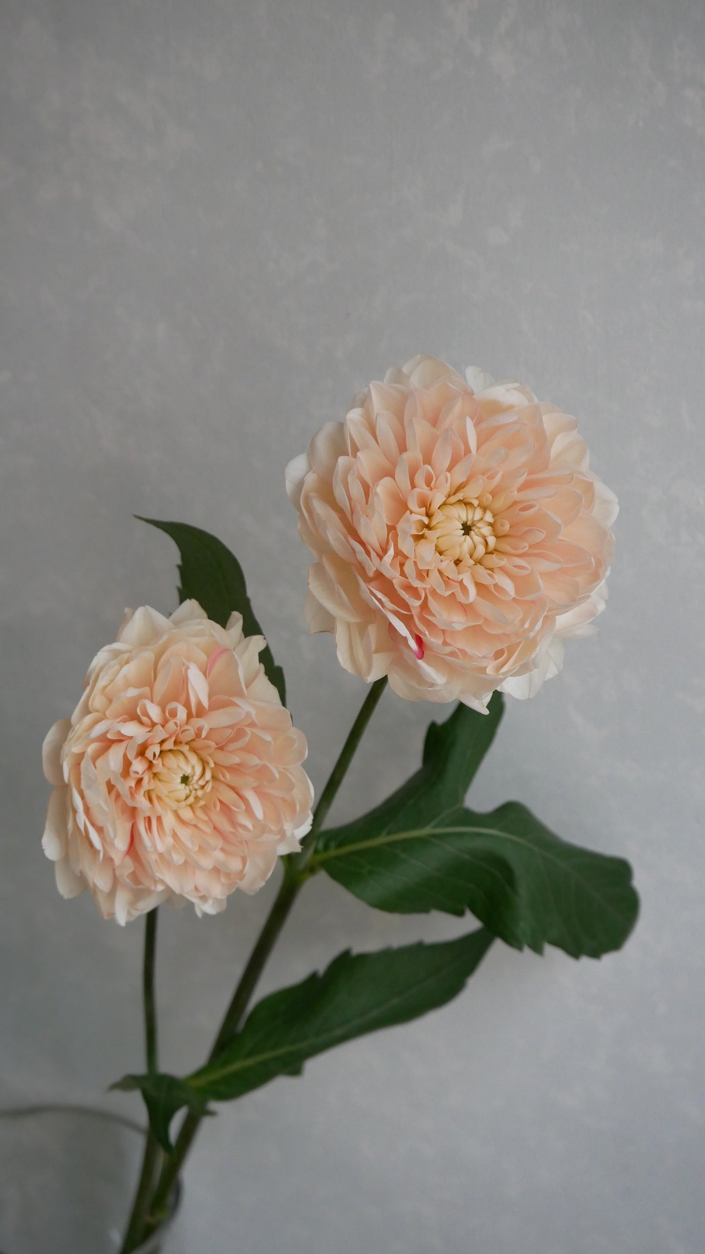 Dahlia Lulu (70cm)