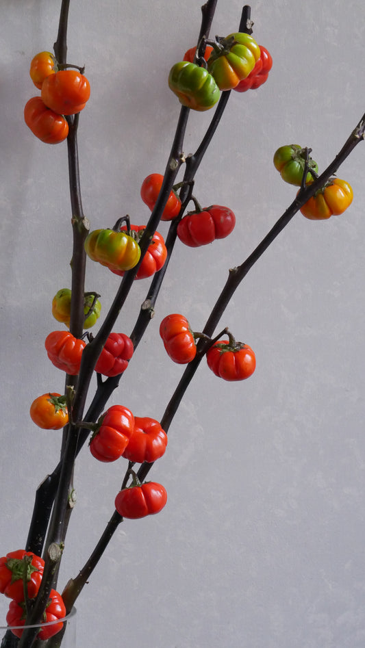 【月見】Solanum Pumpkin (80cm)