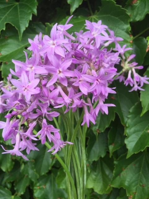 Tulbaghia Pink (60cm)