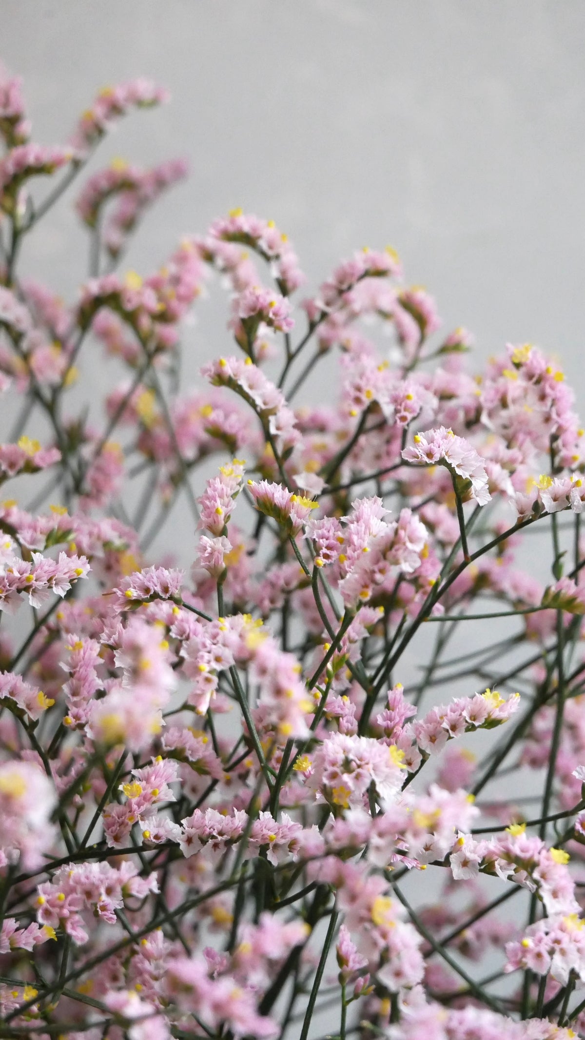 Statice (Limonium sinuatum) Maltese Pink (70cm)