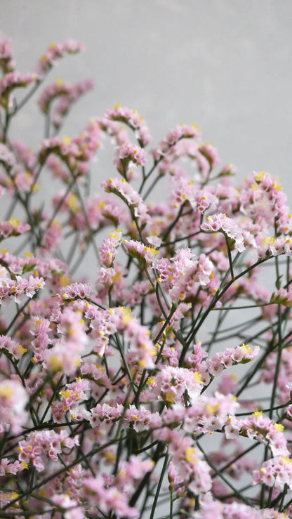 Statice (Limonium sinuatum) Maltese Pink (70cm)