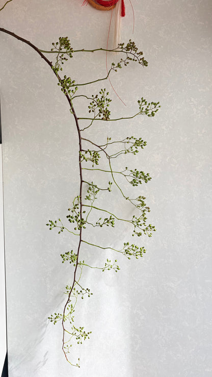 Rosa multiflora 野薔薇 (150cm)