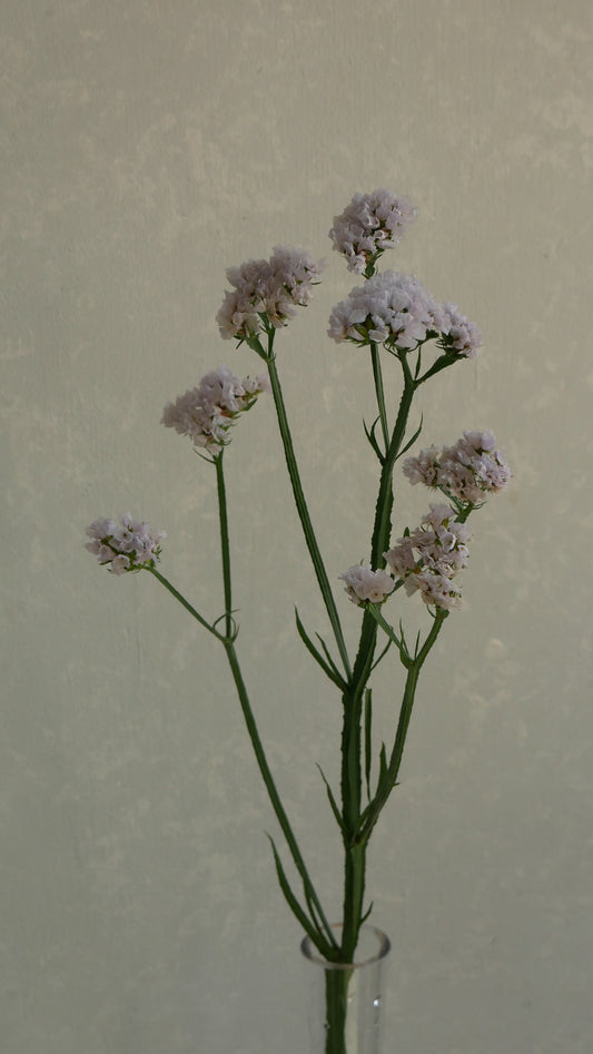 Limonium sinuatum Aqua Marine (60cm)