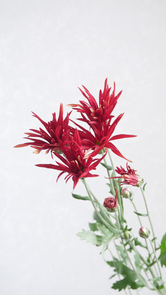 【月見】Chrysanthemum 嵯峨の御所錦
