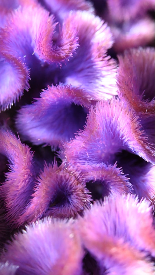 Celosia Tinted - 藤 (60cm)