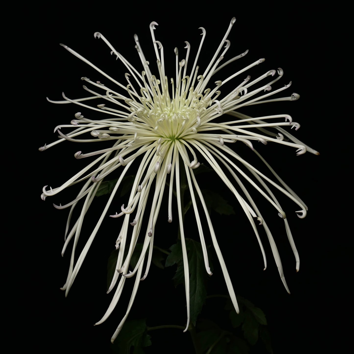 Chrysanthemum 糸菊 Maxim Ivory