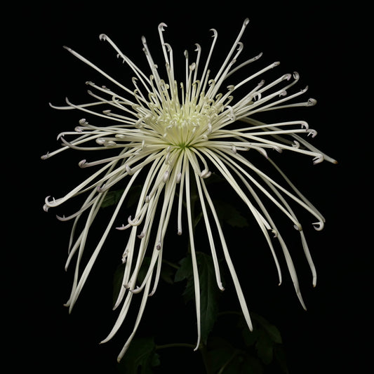 Chrysanthemum 糸菊 Maxim Ivory