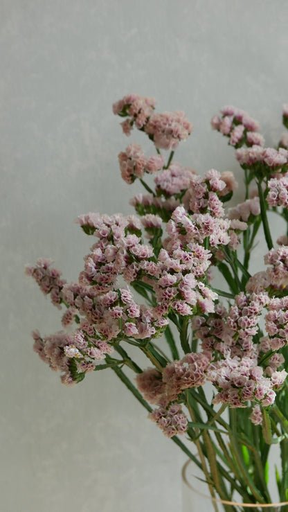 Limonium sinuatum Brown Ash
