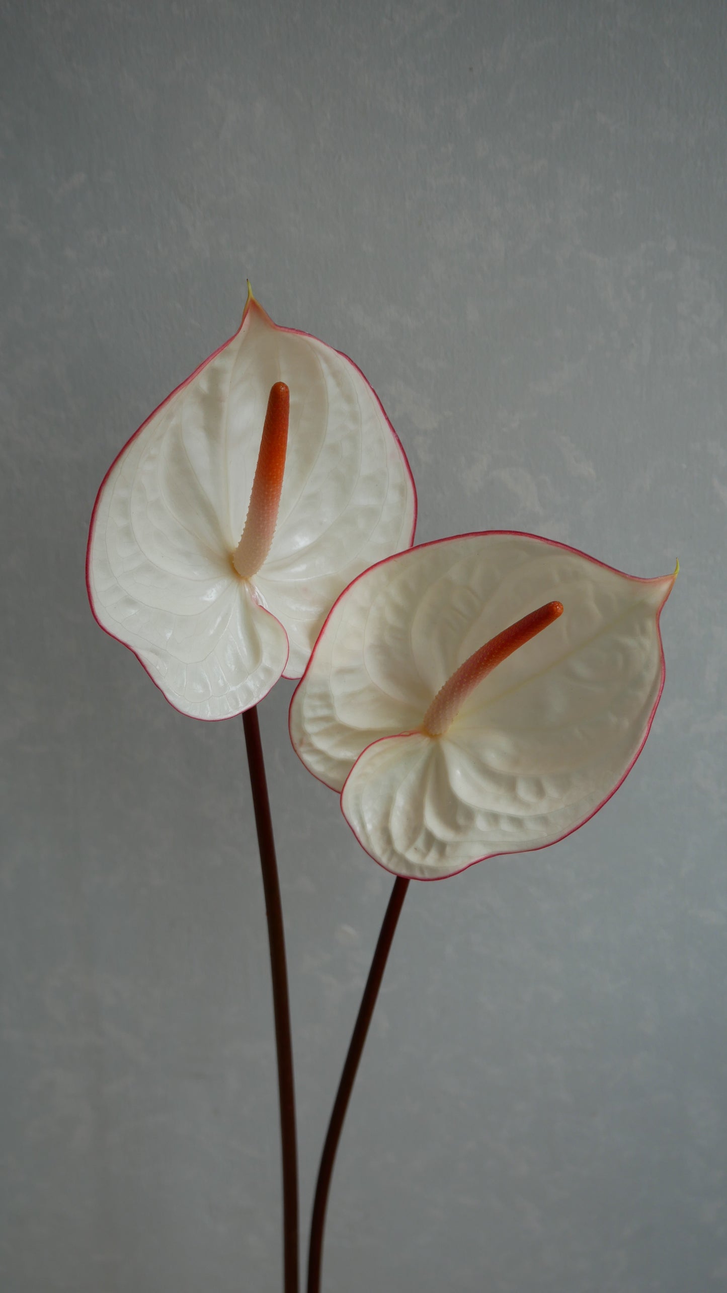 Anthurium Fantasia