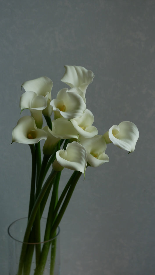 Calla White Flirt (60cm)