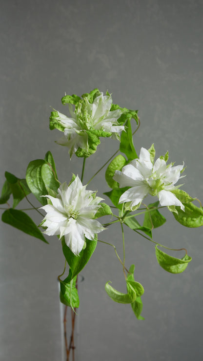 Clematis Florida 千の風 (50cm)
