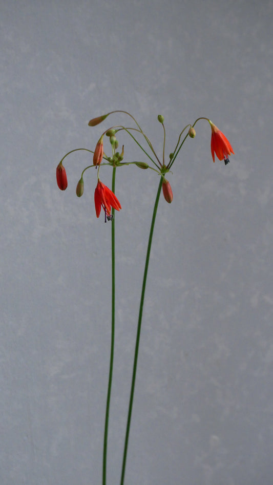 【月見】Bessera elegans (60cm)