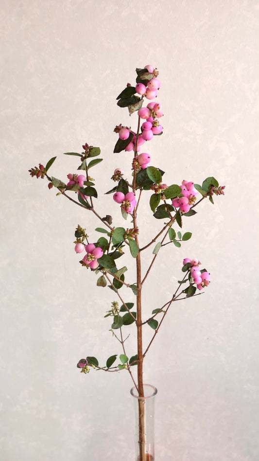 Symphoricarpos Charming Fantasy (70cm)