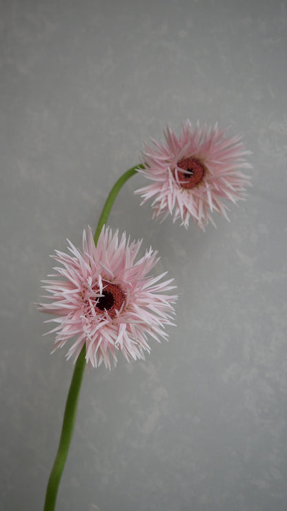 Gerbera Cream Springs
