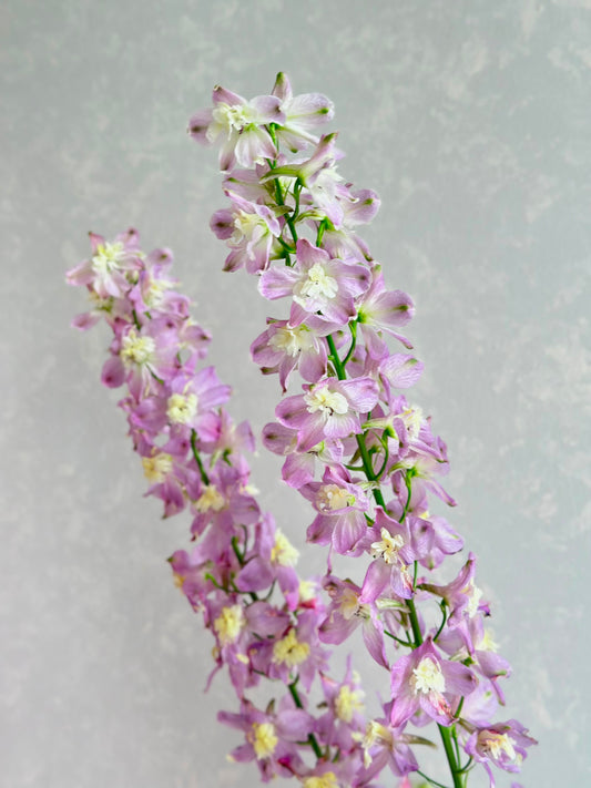 (Clearance Sale) Delphinium Misty Trick Pink (50-60cm)