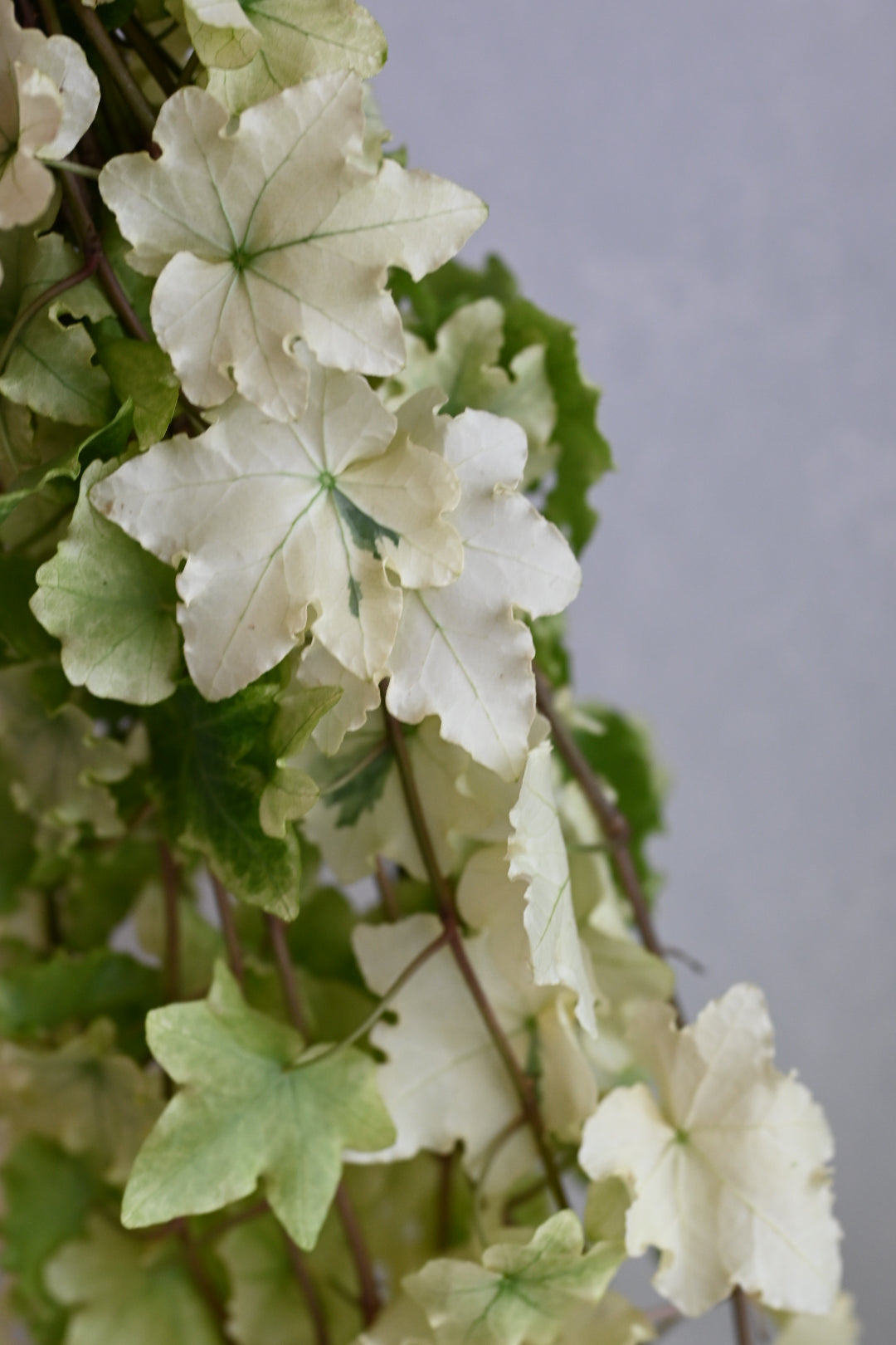 Hedera helix White Cecilia (Ivy) (40cm)