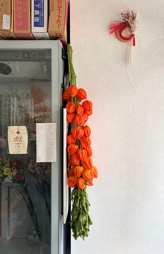 Dried!! Physalis Alkekengi Hoozuki 鬼灯 (2L)
