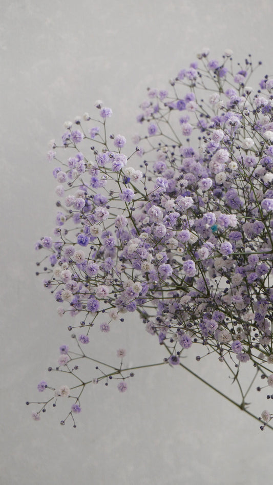 Gypsophila elegans Tinted 染め5色ミックス - Periwinkle