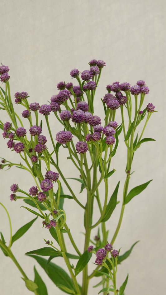 (Clearance Sale) Saussurea pulchella Purple (80cm)