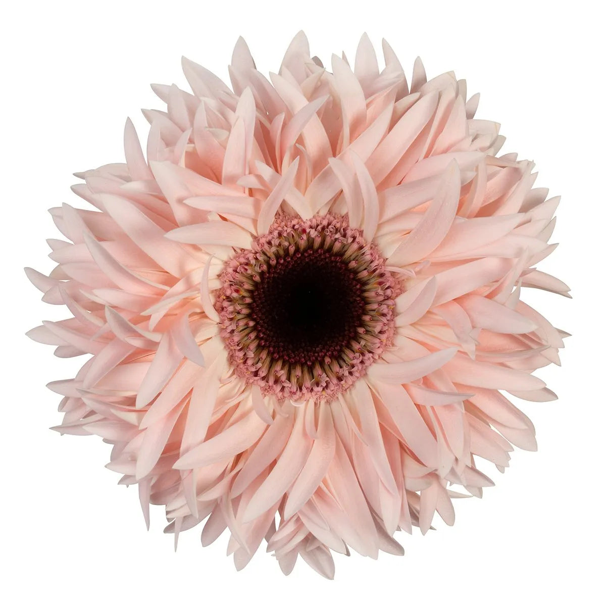 Gerbera Abu+