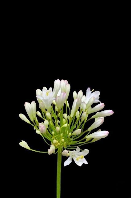 Agapanthus 清白 (90cm)