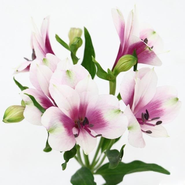 Alstroemeria Lancaster (L)