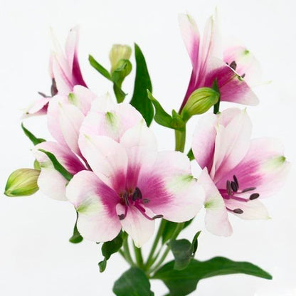 Alstroemeria Lancaster (L)