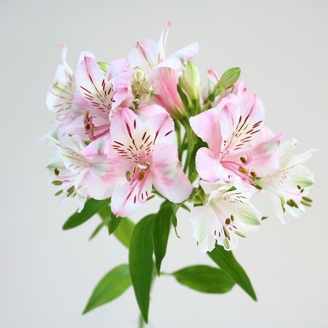 Alstroemeria Pink Parfait (L)