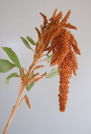 【月見】Amaranthus Hot Biscuits (70cm)